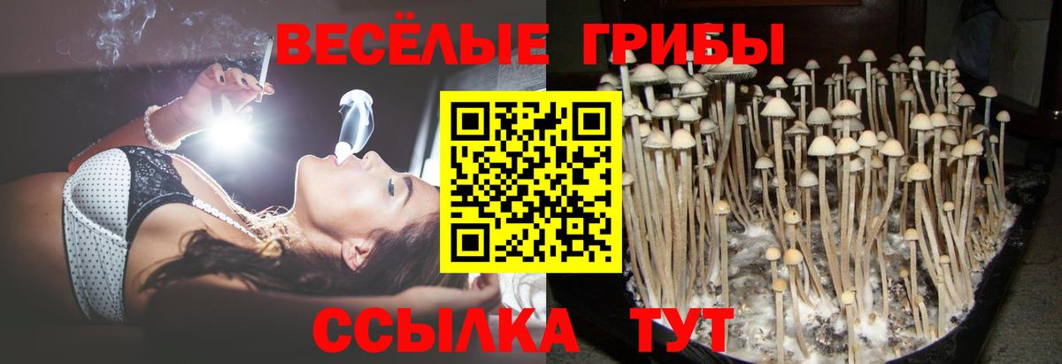 Псилоцибиновые грибы ЛСД Сосновый Бор